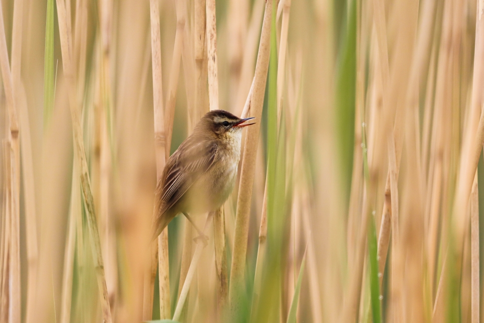 Recent Sightings 6th May 2024